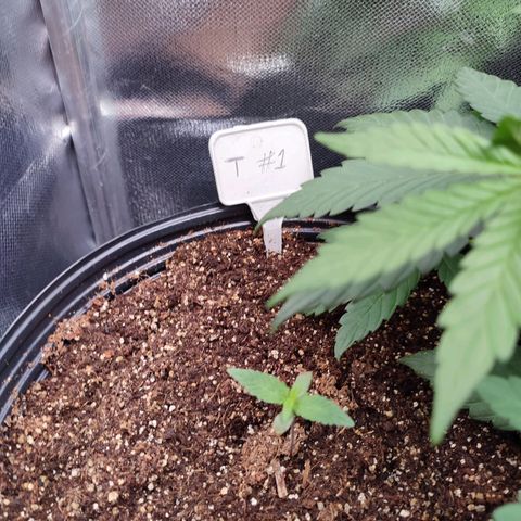 Black Dom XXL Auto growlog timeline photo