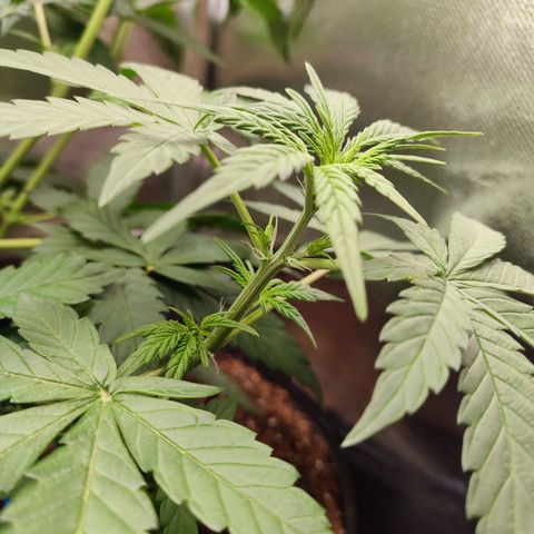 Mandarine Cream Auto growlog timeline photo