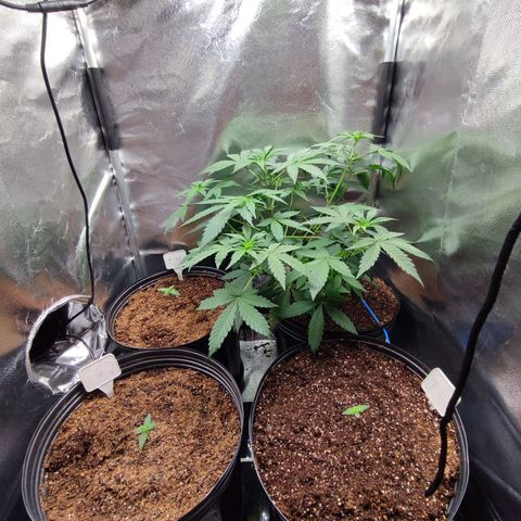 Mandarine Cream Auto growlog timeline photo