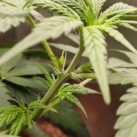 Mandarine Cream Auto growlog timeline photo