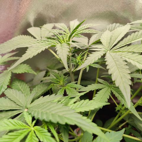 Mandarine Cream Auto growlog timeline photo