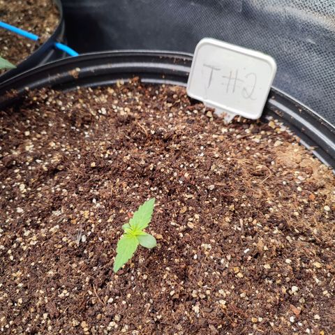 Black Dom XXL Auto growlog timeline photo