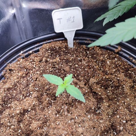 Black Dom XXL Auto growlog timeline photo
