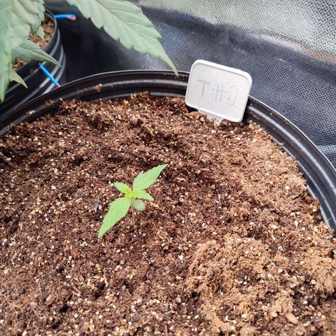 Black Dom XXL Auto growlog timeline photo