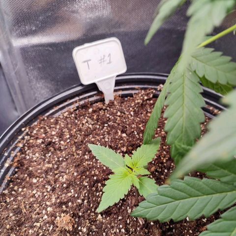 Black Dom XXL Auto growlog timeline photo