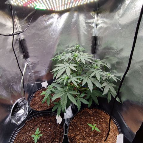 Mandarine Cream Auto growlog timeline photo