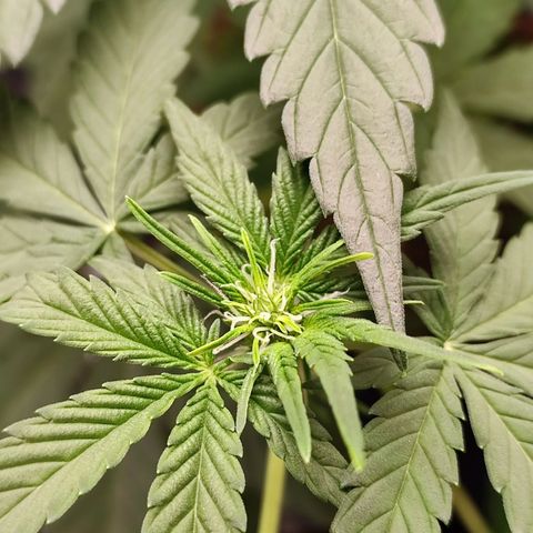 Mandarine Cream Auto growlog timeline photo