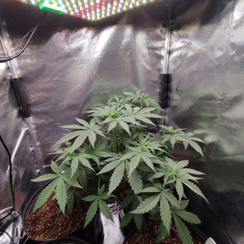 Mandarine Cream Auto growlog timeline photo