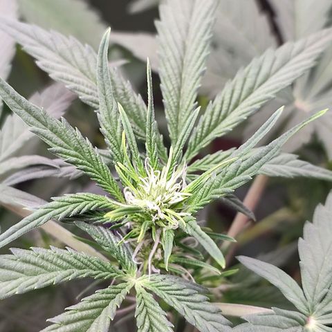 Mandarine Cream Auto growlog timeline photo