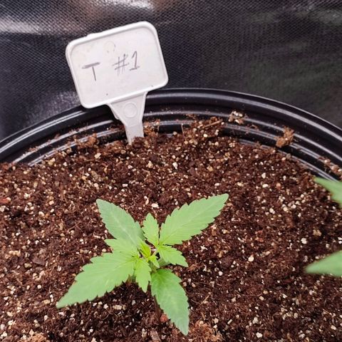 Black Dom XXL Auto growlog timeline photo