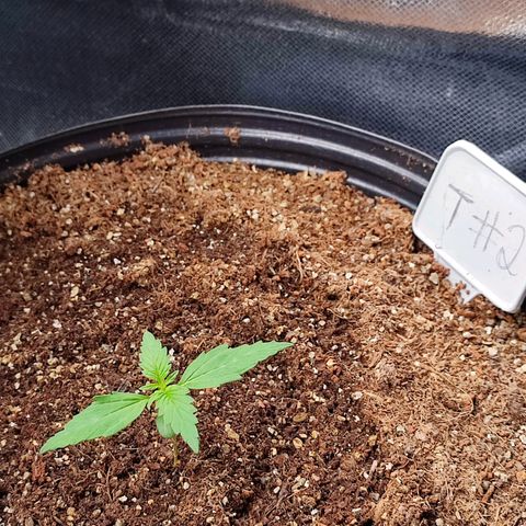 Black Dom XXL Auto growlog timeline photo