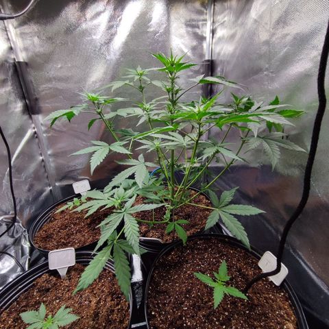 Mandarine Cream Auto growlog timeline photo
