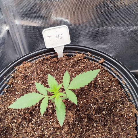 Black Dom XXL Auto growlog timeline photo