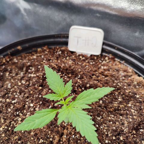 Black Dom XXL Auto growlog timeline photo