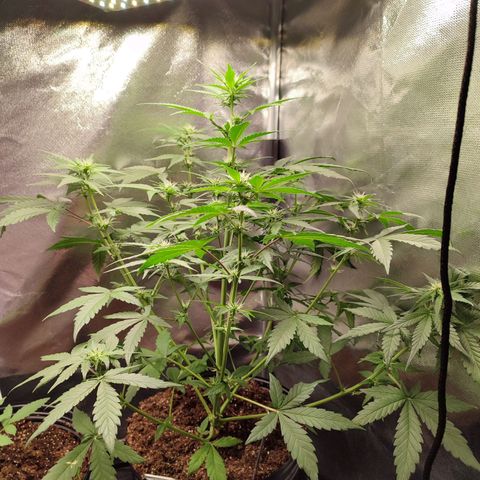 Mandarine Cream Auto growlog timeline photo