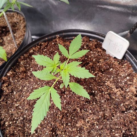Black Dom XXL Auto growlog timeline photo