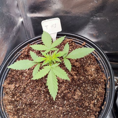 Black Dom XXL Auto growlog timeline photo