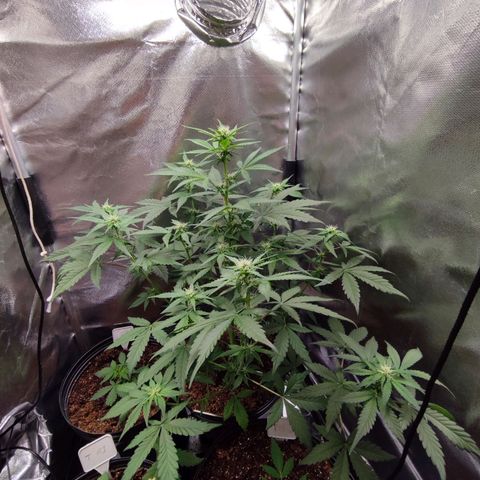 Mandarine Cream Auto growlog timeline photo