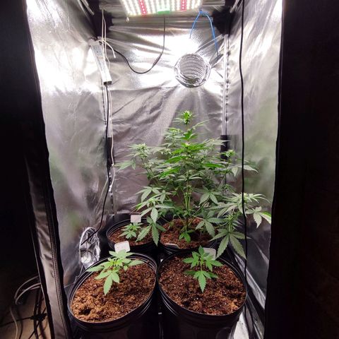 Mandarine Cream Auto growlog timeline photo