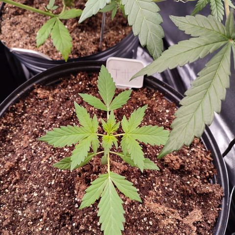 Black Dom XXL Auto growlog timeline photo