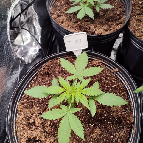 Black Dom XXL Auto growlog timeline photo