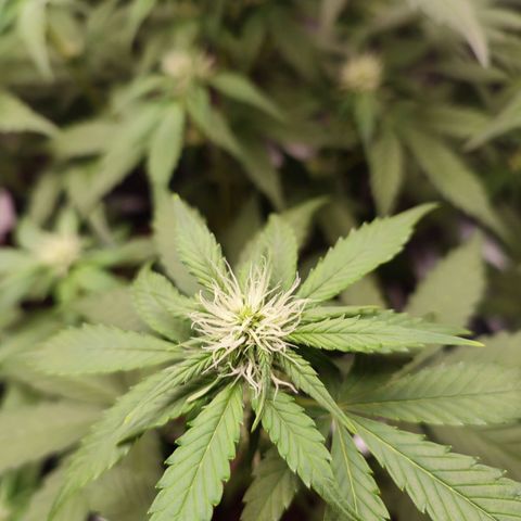 Mandarine Cream Auto growlog timeline photo