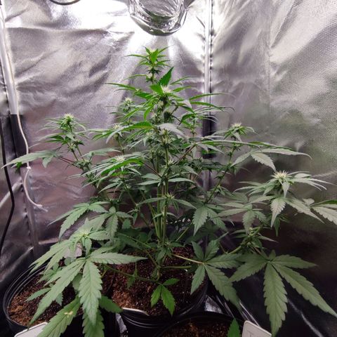Mandarine Cream Auto growlog timeline photo