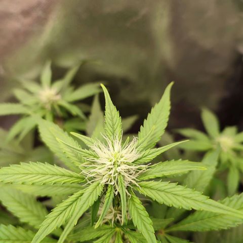 Mandarine Cream Auto growlog timeline photo