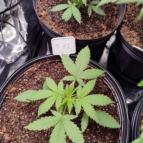 Black Dom XXL Auto growlog timeline photo