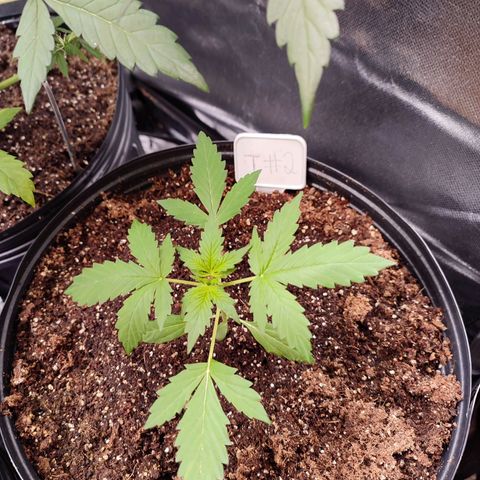 Black Dom XXL Auto growlog timeline photo