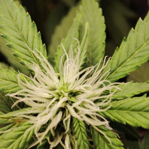 Mandarine Cream Auto growlog timeline photo