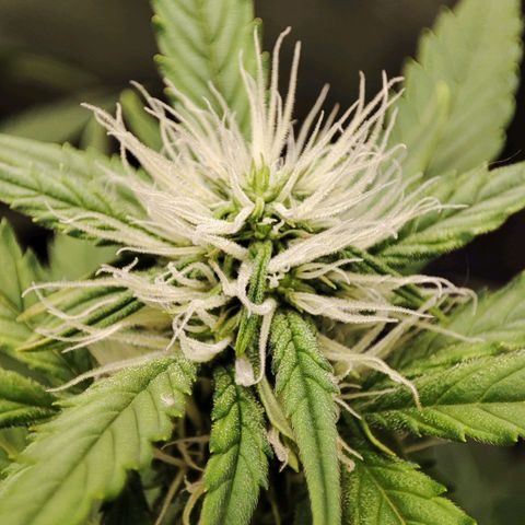 Mandarine Cream Auto growlog timeline photo