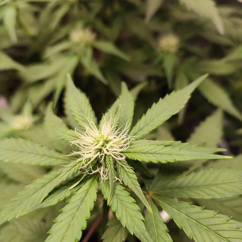 Mandarine Cream Auto growlog timeline photo