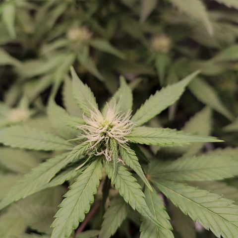 Mandarine Cream Auto growlog timeline photo