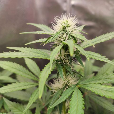 Mandarine Cream Auto growlog timeline photo