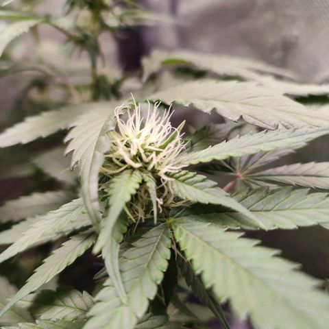Mandarine Cream Auto growlog timeline photo