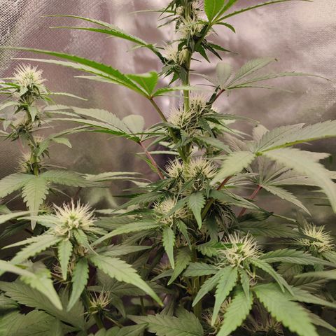 Mandarine Cream Auto growlog timeline photo