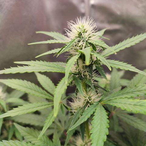 Mandarine Cream Auto growlog timeline photo