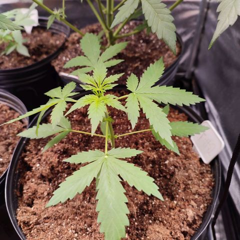 Black Dom XXL Auto growlog timeline photo