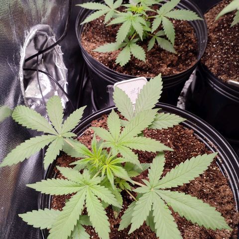 Black Dom XXL Auto growlog timeline photo