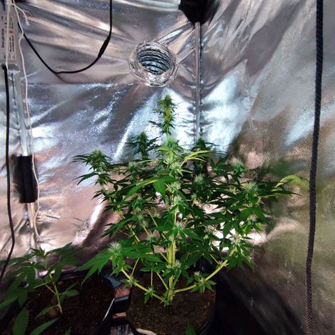 Mandarine Cream Auto growlog timeline photo