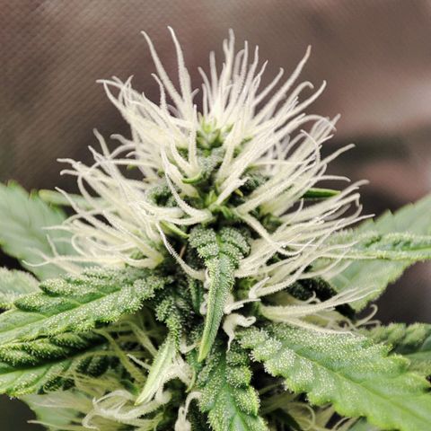 Mandarine Cream Auto growlog timeline photo