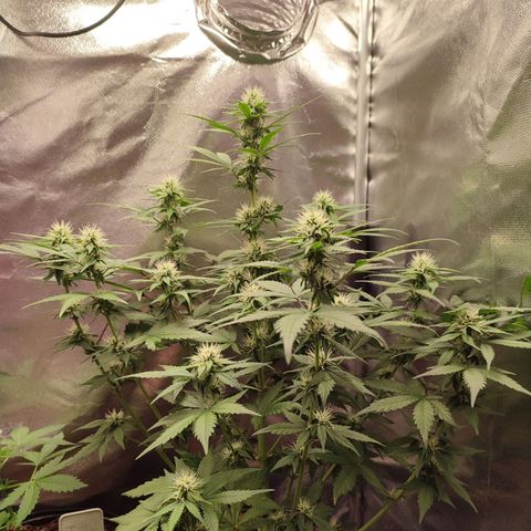 Mandarine Cream Auto growlog timeline photo