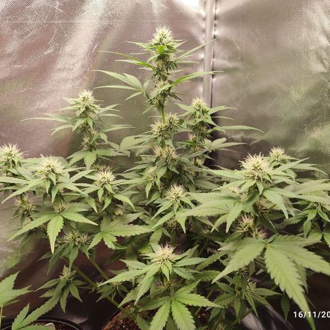 Mandarine Cream Auto growlog timeline photo