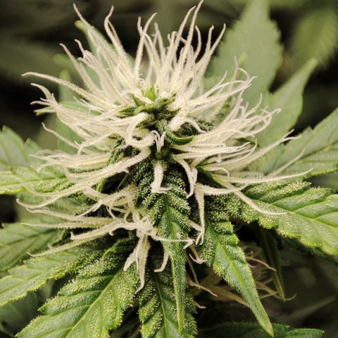 Mandarine Cream Auto growlog timeline photo