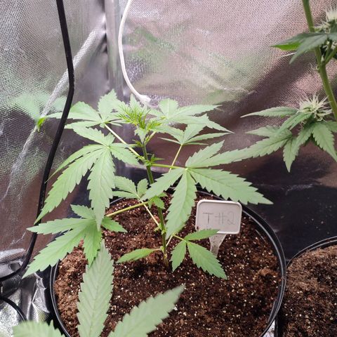 Black Dom XXL Auto growlog timeline photo