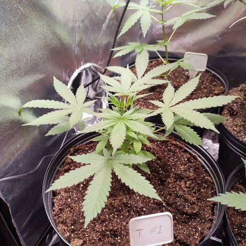 Black Dom XXL Auto growlog timeline photo