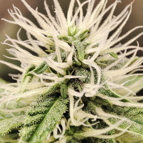 Mandarine Cream Auto growlog timeline photo