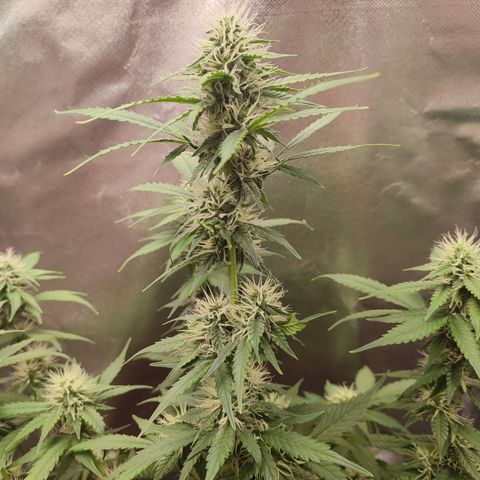 Mandarine Cream Auto growlog timeline photo
