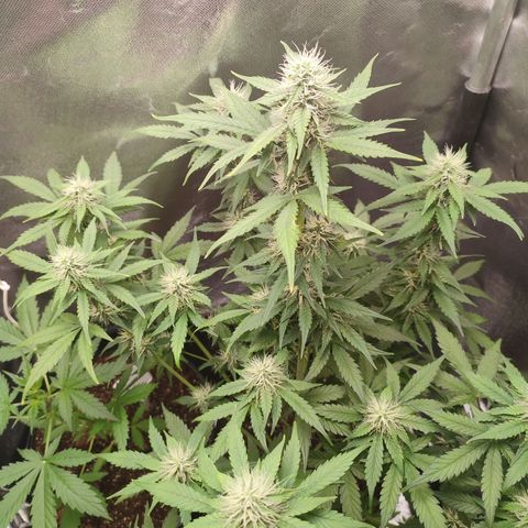 Mandarine Cream Auto growlog timeline photo
